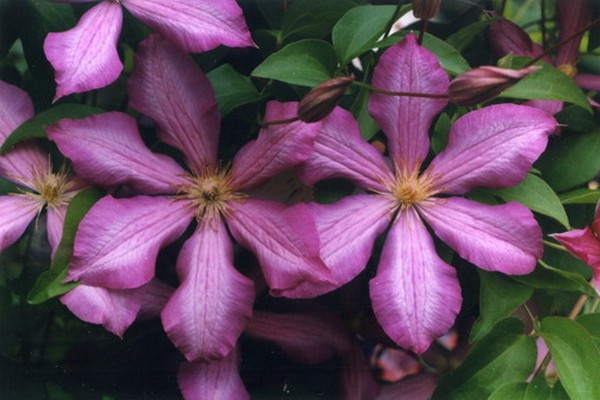 List of varieties of clematis for cultivation in the Moscow region