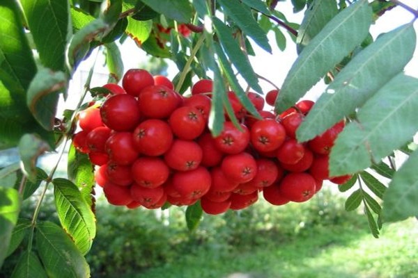 rowan pruning in autumn