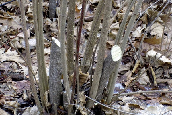 rowan pruning sa taglagas