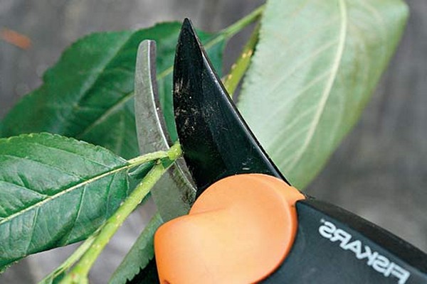 panuntunan sa pruning