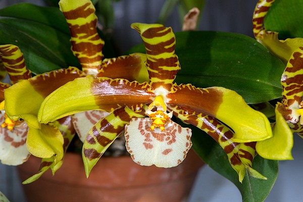 variétés d'odontoglossum