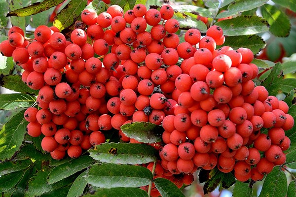 Choosing a rowan variety