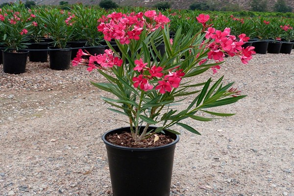 oleander care