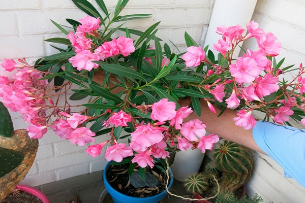 pangangalaga ng oleander