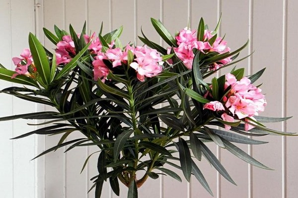 indoor oleander