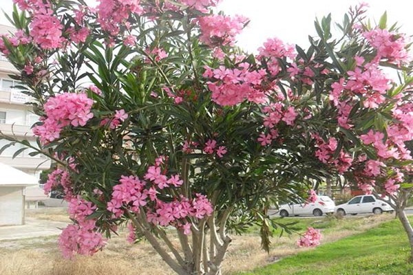 home oleander