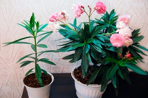 puting oleander