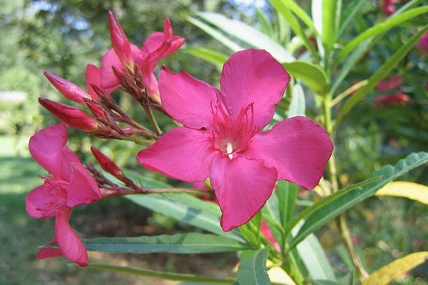 bulaklak oleander