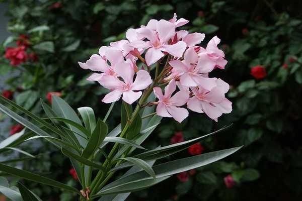 puting oleander