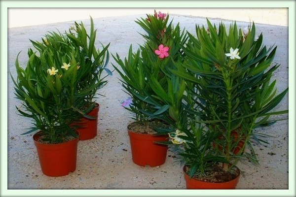 oleander flower