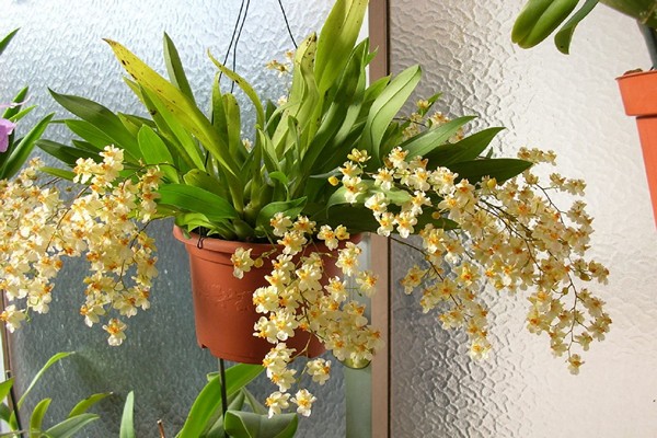 oncidium