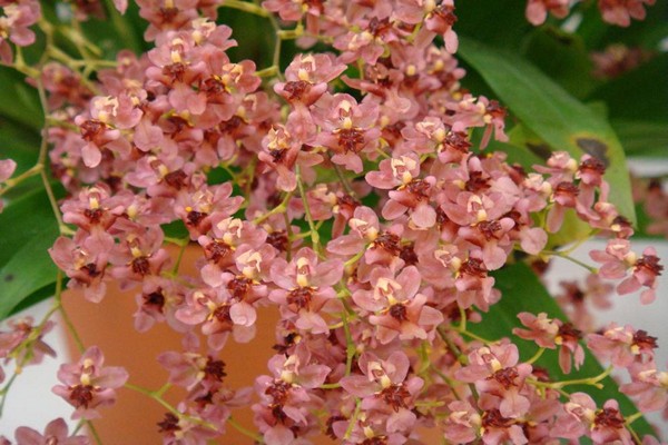 orhideja oncidium