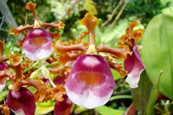 orhideja oncidium