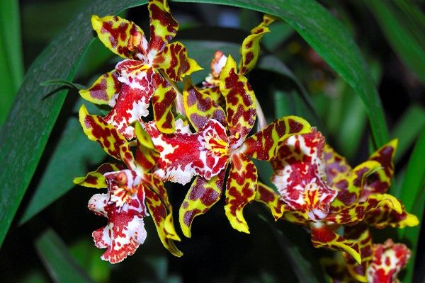 oncidium photo