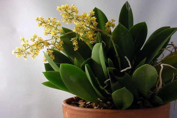 oncidium photo