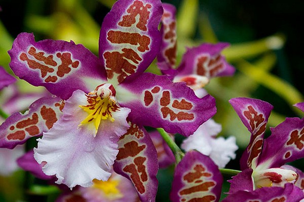 oncidium care + at home