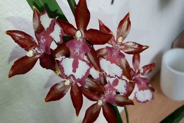 pangangalaga sa odontoglossum