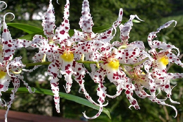 photo odontoglossum