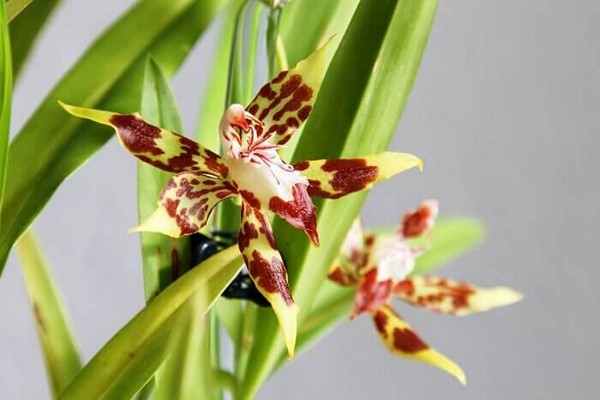 espèces d'odontoglossum