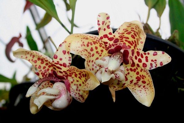 espèces d'odontoglossum