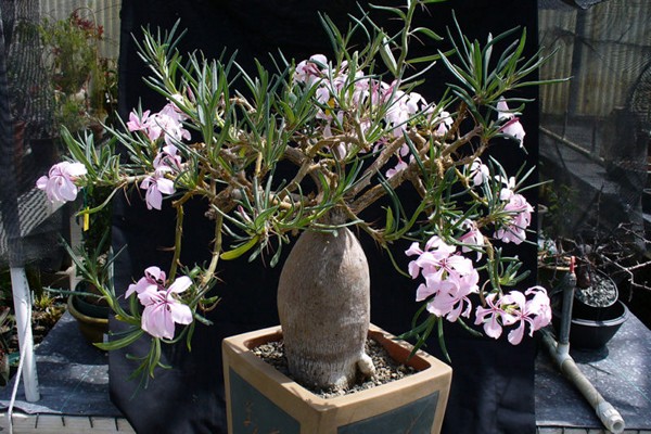 photo de pachypodium