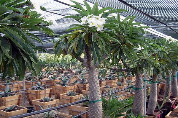 soins pachypodium