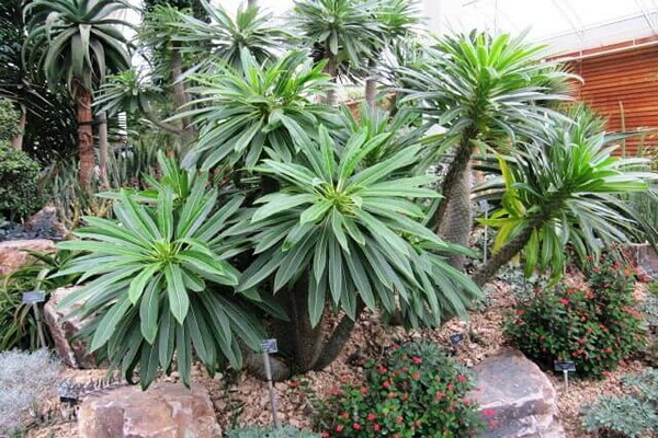 Pachypodium Pflege