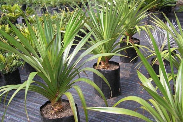 pandanus flower