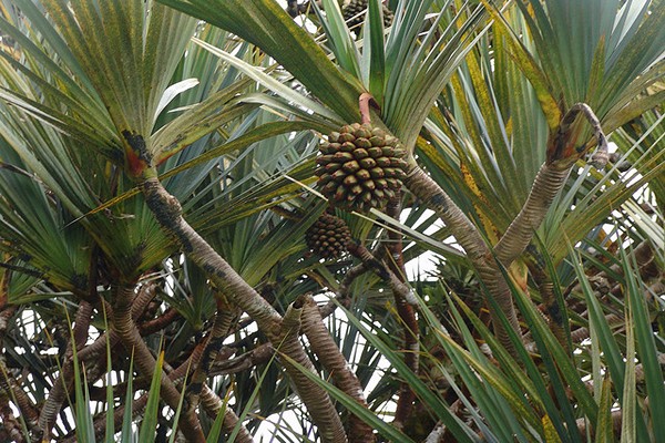 pag-aalaga ng pandanus