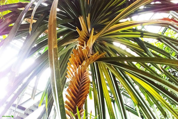 pag-aalaga ng pandanus + sa bahay