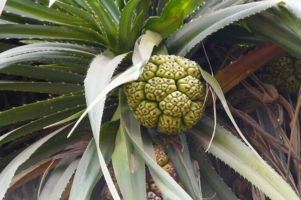 Pandanus nach Hause