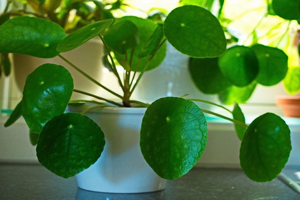 pilea fotografija