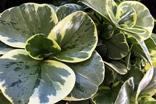 peperomia blunt-leaved