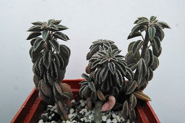 peperomia care