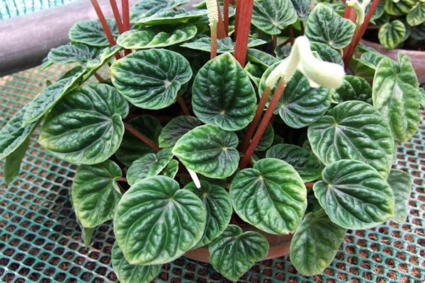 peperomia flower