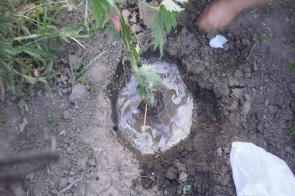 Delphinium transplant