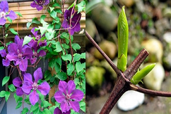 clematis 3 trimming groups