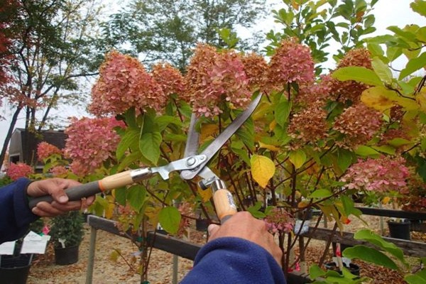 clematis 3 mga pangkat sa pag-trim