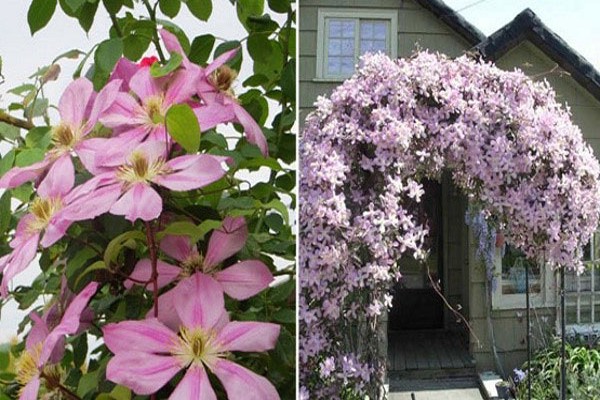 Clematis-Trimmgruppe