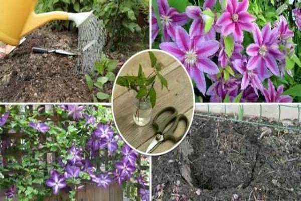 clematis trimming group