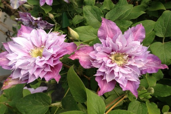 clematis varieties