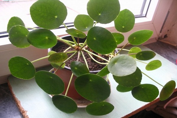 pilea peperomia