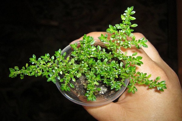 pilea peperomia