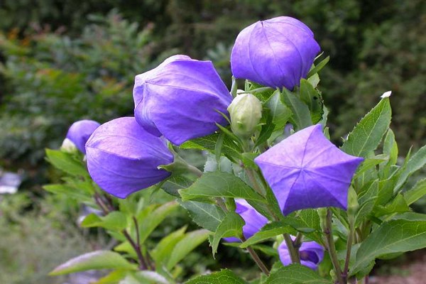 platycodon flower