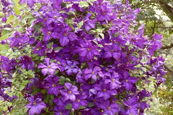 Large-flowered groups of clematis. Description of varieties