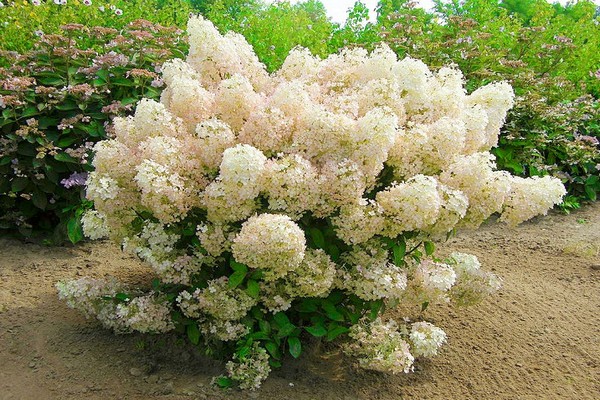 pinakamahusay na mga pagkakaiba-iba ng panicle hydrangea