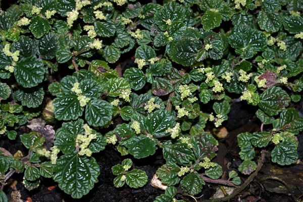 peperomium pilea