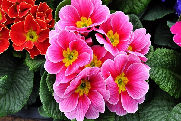 primrose photo