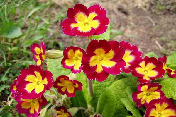 primrose perennial