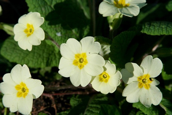 primrose perennial